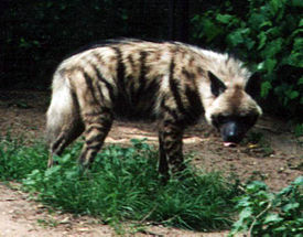 275px-Striped_Hyena.jpg